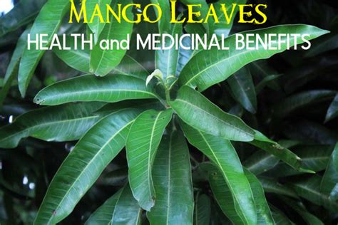 Health and Medicinal Benefits (or Uses) of Mango Leaves - Stylish Walks