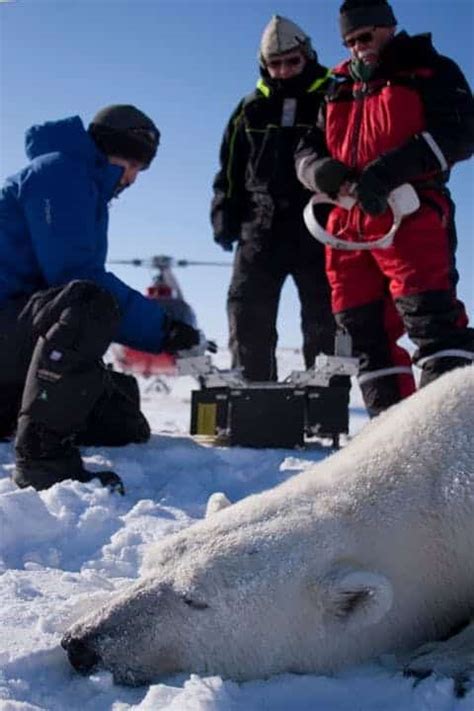 Polar bears at their Arctic Kingdom | Guide to Greenland : Guide to ...