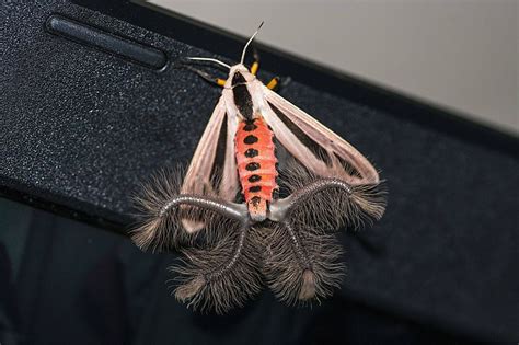 Indeed, Australia has a seriously good selection of weird moths ...