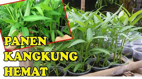 Tanaman Sayur Yang Cocok Dalam Pot - Tabusalampot