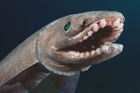 Frilled Shark – Facts, Size, Lifespan, Diet, Pictures