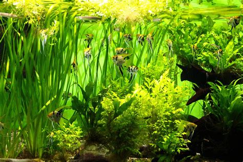 +150 Freshwater Aquarium Plants | Placement & Pictures