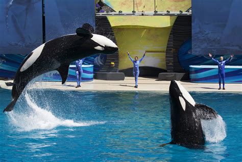 SeaWorld San Diego Puts on Final Killer Whale Show | TIME