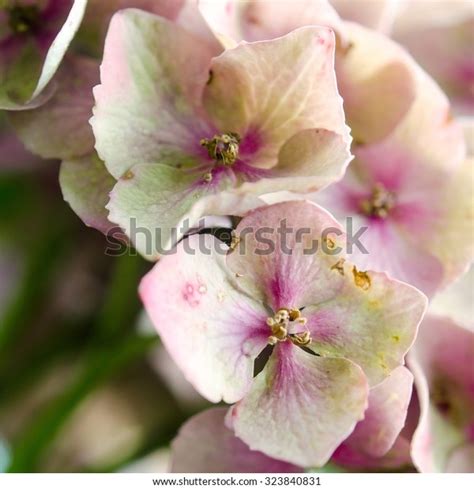 Purple Petals Background Wallpaper Stock Photo 323840831 | Shutterstock