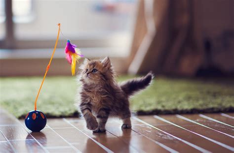 50 Cute Kittens You Need to See | The Cutest Kitten Photos Ever