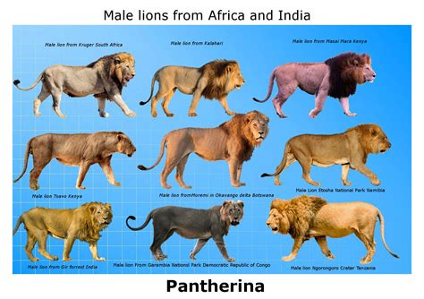 Every Lion subspecies. Slight confused, would appreciate if anyone can name them properly with ...