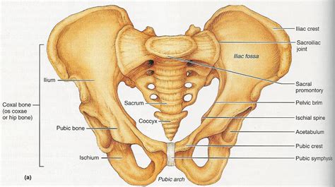 Chiropractic care for Pelvic Girdle Pain and Symphysis Pubis Dysfunction