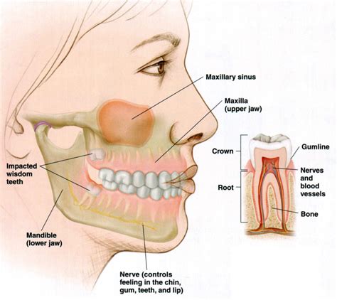 Wisdom Teeth - Kids Dental in Plano and Carrollton - Dr. Jeff Holt