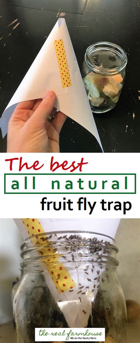 How to get rid of fruit flies naturally