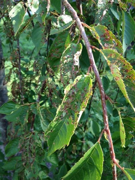 Weeping Cherry Tree Disease Identification