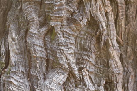 Redwood Tree Bark Redwood Tree, Tree Bark, Photos, Painting, Art, Art Background, Pictures ...