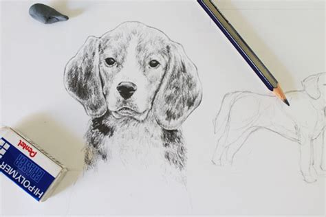 Face How To Draw A Dog Realistic