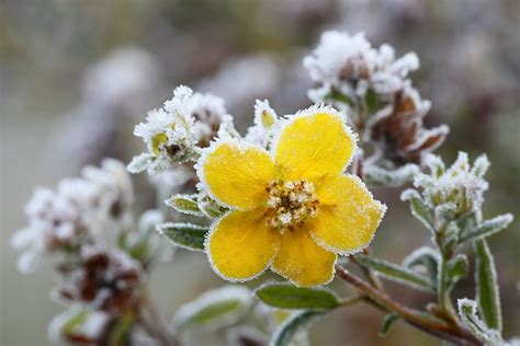 15 Unique Types of Tundra Plants