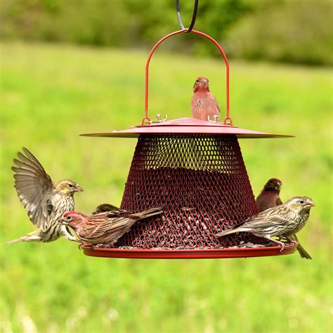 Amazon.com : No/No Red Cardinal Bird Feeder C00322 : Wild Bird Feeders ...