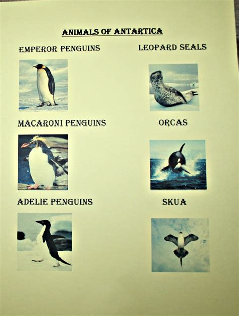 Animals of Antarctica – Fun Littles