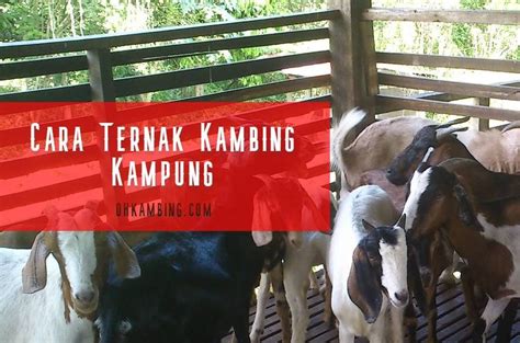 Cara Ternak Kambing Kampung · OhKambing.com