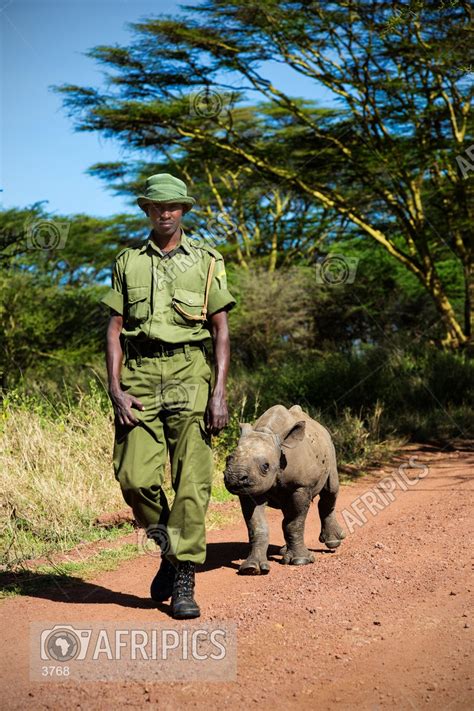 AFRIPICS - Black baby Rhinoceros with its keeper. The baby was born with cataracts and is blind ...