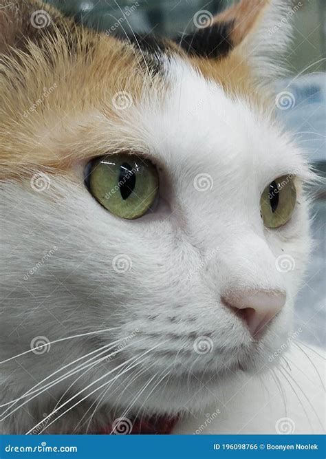 A Serious Face Image of a Cute Cat Stock Photo - Image of face, eyes ...