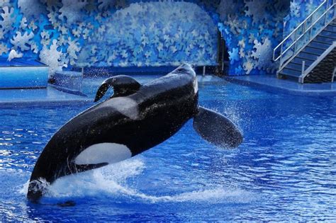 Seaworld Killer Whale Tilikum