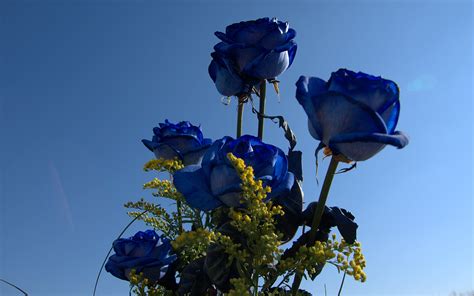 blue roses bouquet