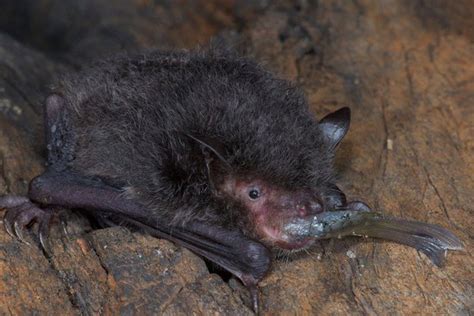 Southern Myotis - The Australian Museum