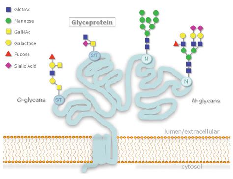 The Structure, Function and Importance of Carbohydrates | NEB