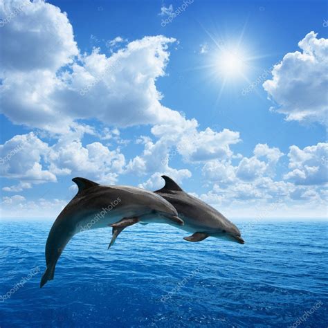 Dolphins jumping — Stock Photo © I_g0rZh #29807225