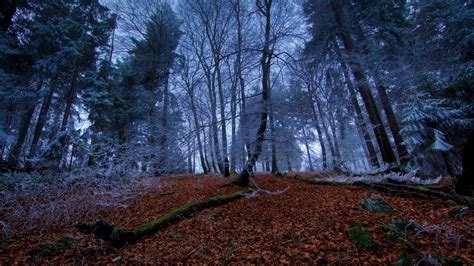 nature, Landscape, Trees, Forest, Branch, Winter, Dead trees, Moss ...