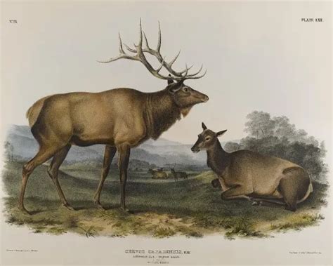 Eastern elk - Facts, Diet, Habitat & Pictures on Animalia.bio