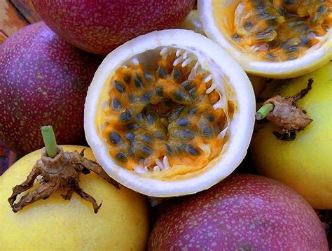 Best passion fruit varieties to farm in 2024