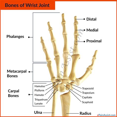 Diagram Of The Hand Joints