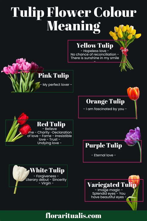 Tulip flower color meaning in 2023 | Flower meanings, Color meanings, Tulips