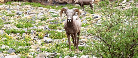 Zinke proposes extended mining ban on bighorn sheep habitat - The Wildlife Society