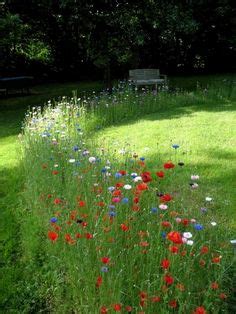 Wildflower Borders on Pinterest