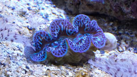 Giant clam (Tridacna maxima) | Maxima clam, Giant clam, Clams