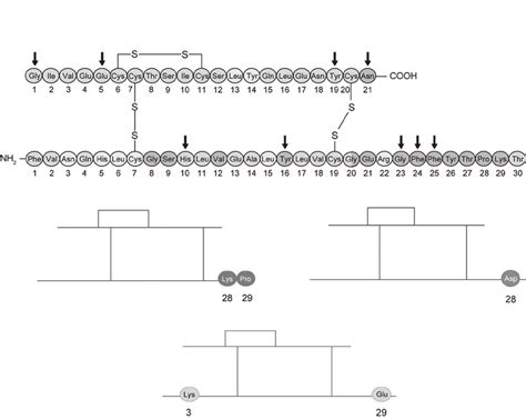 Molecular structure of human insulin and rapid-acting insulin types-(a ...