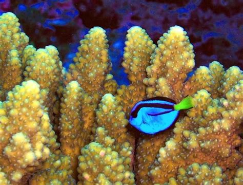 File:Paracanthurus hepatus a coral reef fish.jpg