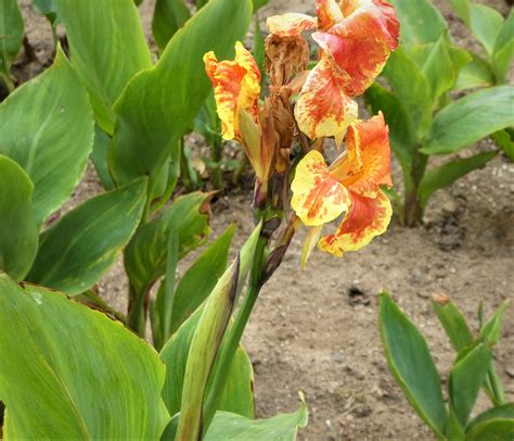 Selling One Lot of 6 Young Canna Lily Plants ($ or Trade) – Galora