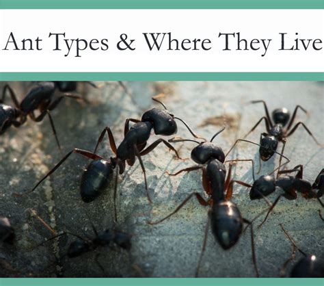 What Types of Ants Are There And Where Do They Live? - The Pest Advice