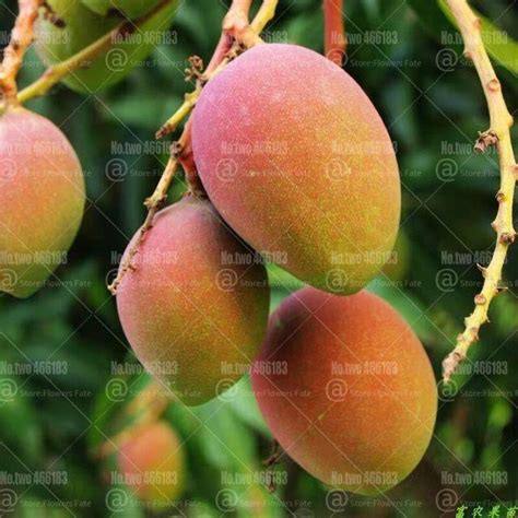 2 Mango Fruit Tree Seeds