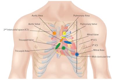 Cardiac Exam II: Auscultation and Lub-dub Heart Sounds | Physical ...