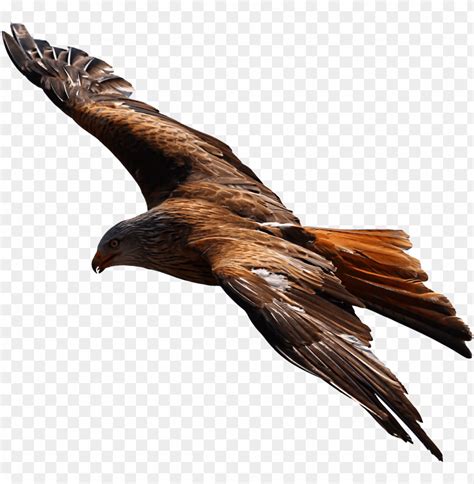 Free download | HD PNG flying eagle png picture golden eagle flying PNG ...