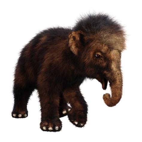 Mummified Baby Woolly Mammoth Discovered by Gold Miner in Yukon, Canada | Latest Science News ...