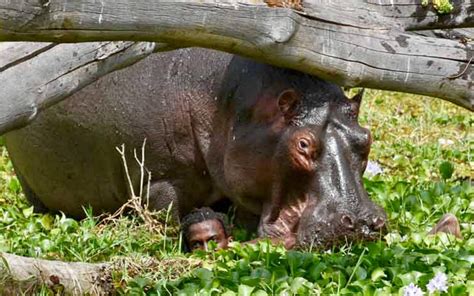 Hippo bites and stamps on Kenyan fisherman in ten-minute ordeal