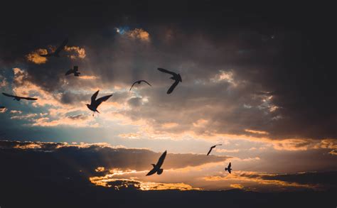 Free photo: Flock of Birds Flying Above Sky during Sunset - Backlit, Outdoors, Wildlife - Free ...