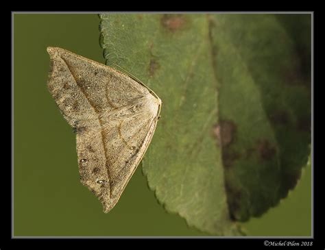 Please identify large yellow moth... I think!