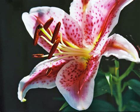 Asiatic Lily Care: When & How to Plant Asiatic Lilies From Bulbs