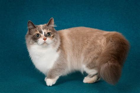 Are Munchkin Cats Hypoallergenic? The Science Behind Cat Allergies ...