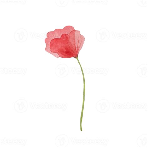 Watercolor red poppy flower 12375246 PNG