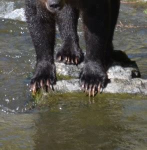 Grizzly Bears Claws | Grizzly Bear Tours & Whale Watching, Knight Inlet